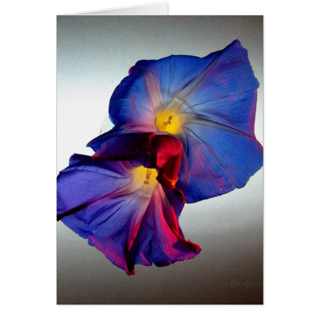 Morning Glory Flowers 3 (Front)