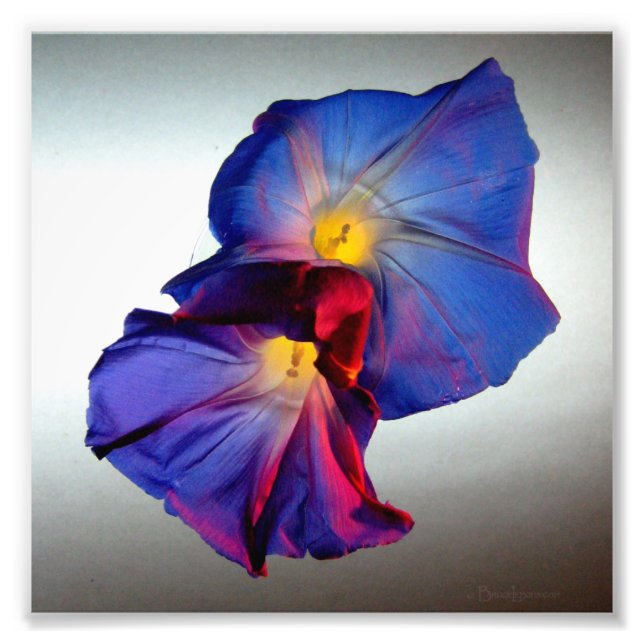 Morning Glory Flowers 3 Photo Print (Front)