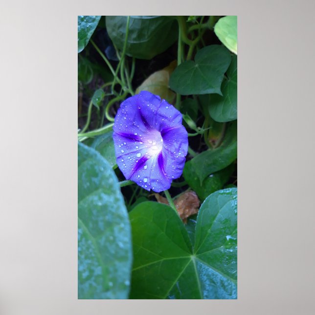 Morning Glory Flowers , Ipomoea with Raindrops Poster (Front)