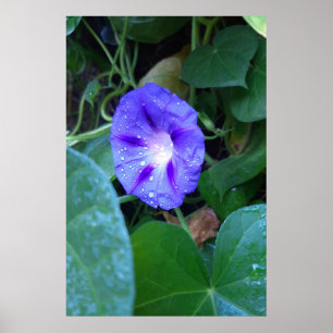 Morning Glory Flowers , Ipomoea with Raindrops Poster
