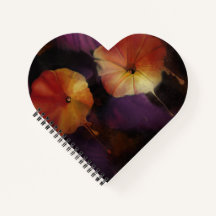 Morning Glory Flowers