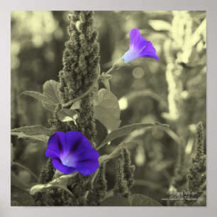 Morning Glory Flowers Partial Color Poster