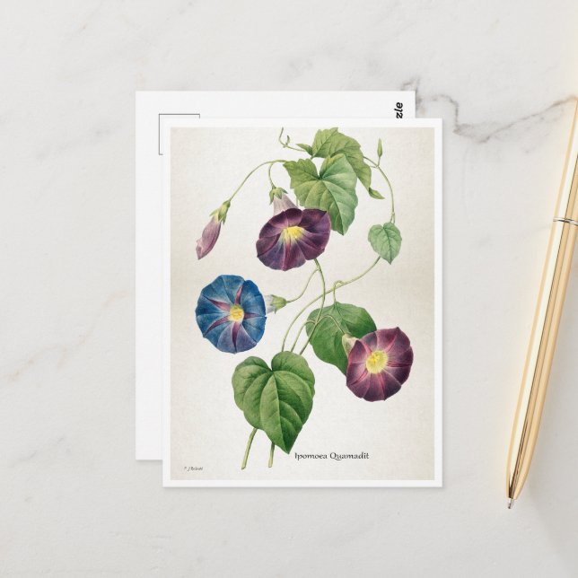 Morning Glory Flowers | Pierre-Joseph Redouté Postcard (Front/Back In Situ)