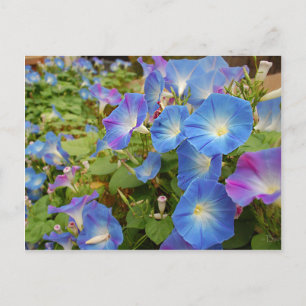 Morning Glory Flowers Postcard