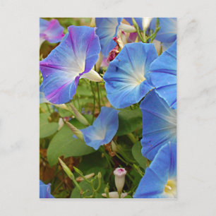 Morning Glory Flowers Postcard