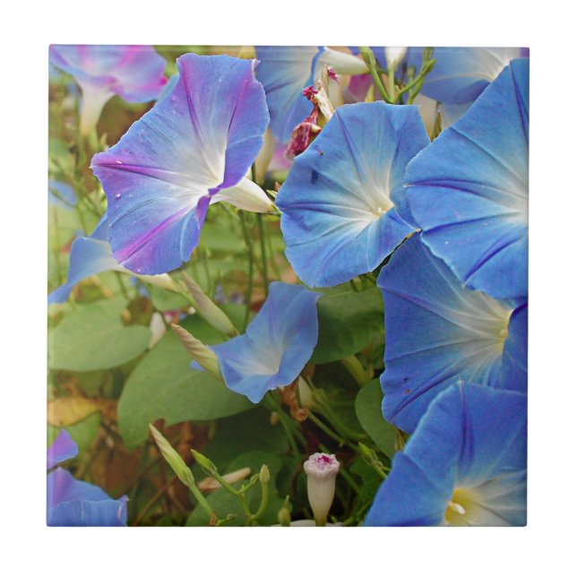Morning Glory Flowers Tile (Front)