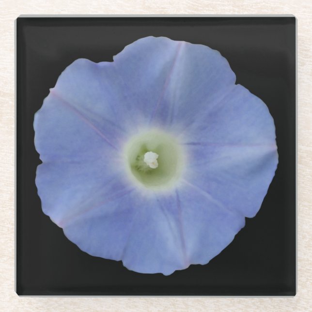 Morning Glory Glass Coaster (Front)