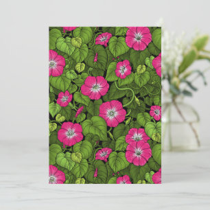 Morning glory in pink and green