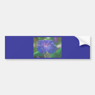 Morning Glory (Ipomoea Purpurea) Petals and Dew Dr Bumper Sticker
