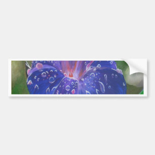 Morning Glory (Ipomoea Purpurea) Petals and Dew Dr Bumper Sticker
