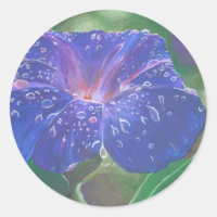 Morning Glory (Ipomoea Purpurea) Petals and Dew Dr