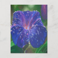 Morning Glory (Ipomoea Purpurea) Petals and Dew Dr