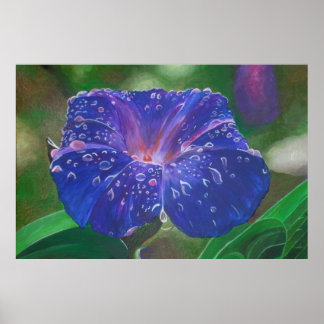 Morning Glory (Ipomoea Purpurea) Petals and Dew Dr Poster