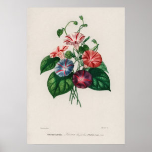 Morning-glory (Pharbitis hispida Poster