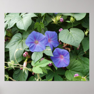 Morning Glory Photo Poster