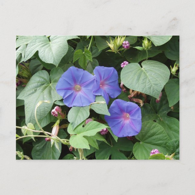 Morning Glory Postcard (Front)