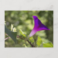 Morning Glory