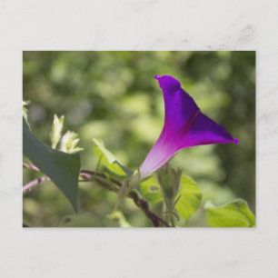 Morning Glory Postcard