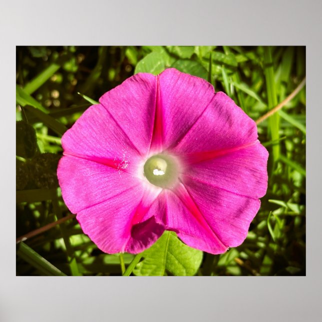 Morning Glory,  Poster (Front)