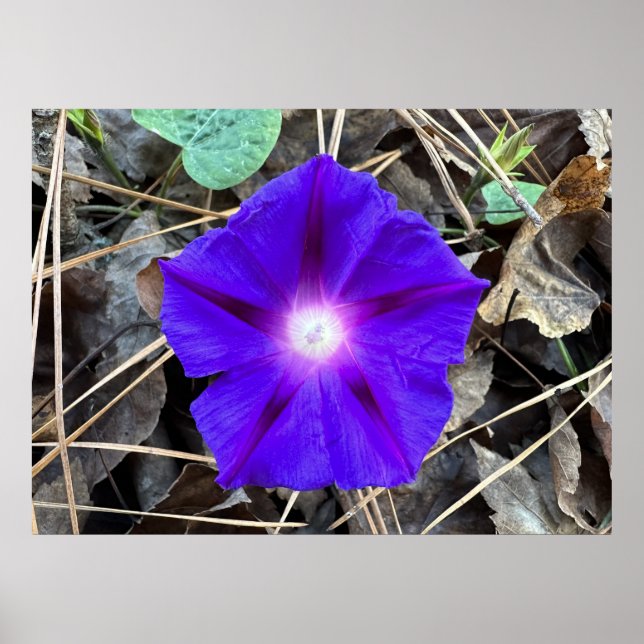 Morning Glory, Poster (Front)