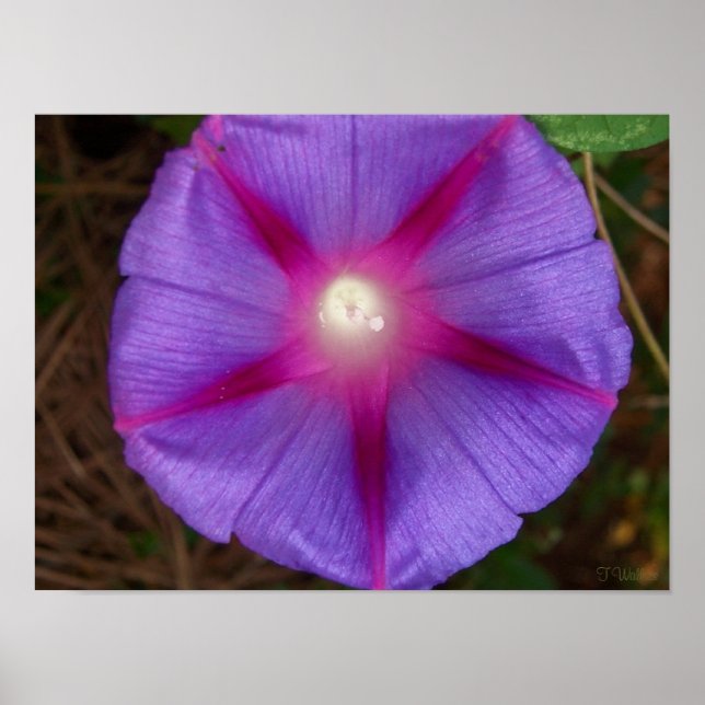 Morning Glory Poster (Front)