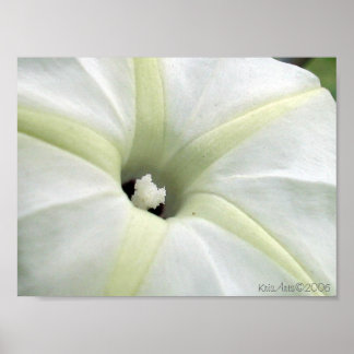 Morning Glory Poster