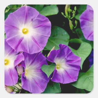 Morning Glory - Purple Flowers Green Leaves Square Sticker