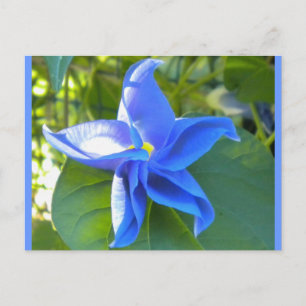 Morning Glory Star Postcard