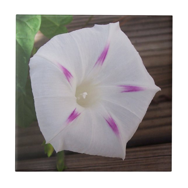 Morning Glory Tile (Front)