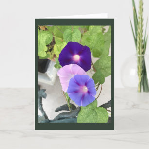 Morning Glory Trio Blank Card