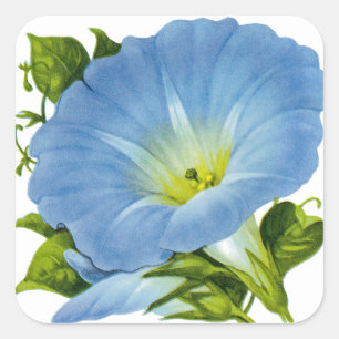 Morning Glory Vintage Seed Packet Square Sticker