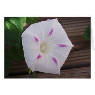 Morning Glory White