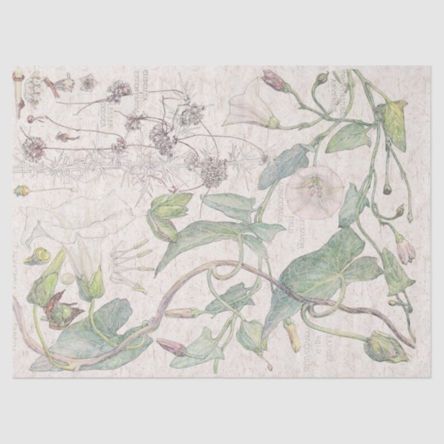 Morning Glory Wildflower Flowers Tissue Paper (Front)