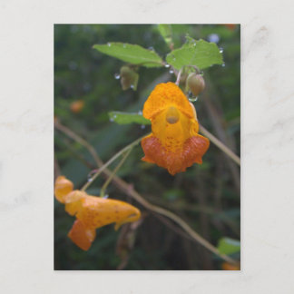 "Morning Glow" Orange Jewel Postcard