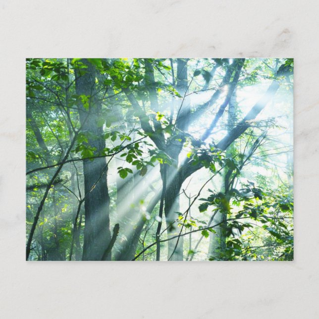 Morning in the Forest Postcard (Front)