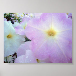 Morning Kisses Poster