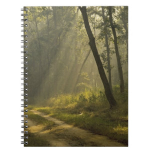 Morning light beams through trees in jungle spiral notebook
