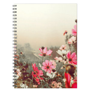 Morning light, blooming pink cosmos. notebook