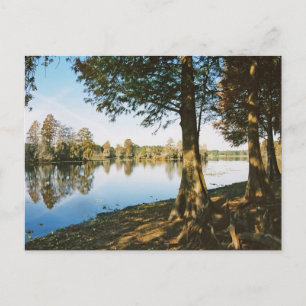 Morning Light Postcard