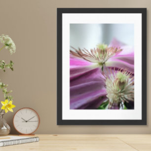 Morning Light Purple Passion Flower Poster