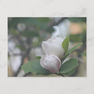 Morning Magnolia Postcard