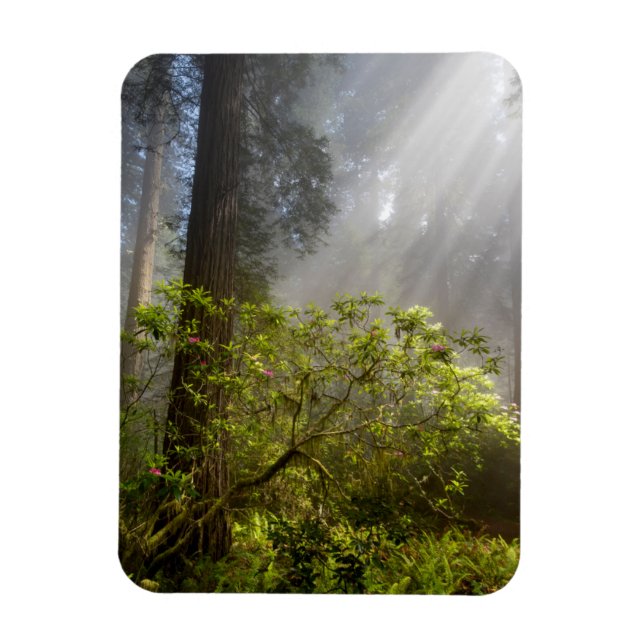 Morning Mist on Rhododendron Magnet (Vertical)