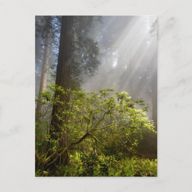 Morning Mist on Rhododendron Postcard (Front)