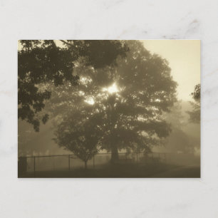 Morning Mist Postcard
