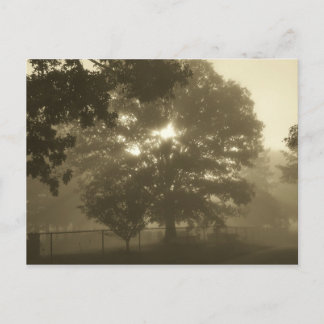 Morning Mist Postcard