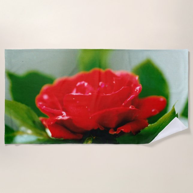 Morning red Rose covered with dew drops  Beach Towel (Front)