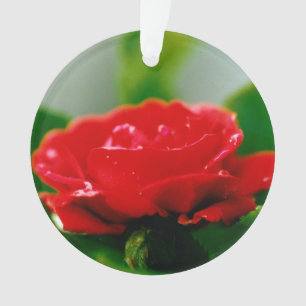Morning Red Rose covered with dew drops   Ornament