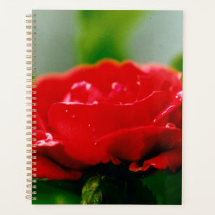 Morning red Rose covered with dew drops  Planner
