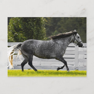 Morning Run Postcard