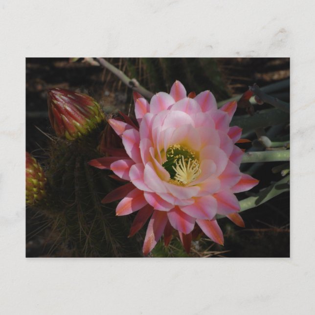 Morning Shade Postcard (Front)